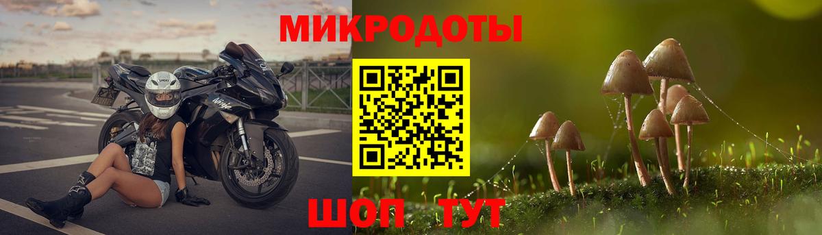 Псилоцибиновые грибы Psilocybe Новомосковск